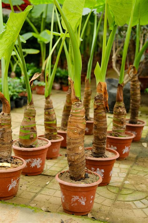 滴水觀音 植物|滴水观音